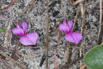 Eastern milkpea